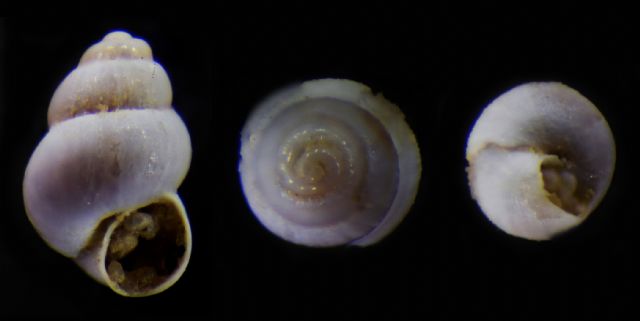 Obtusella?